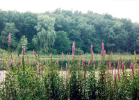 LANDSCAPES