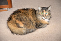 Amber Grandmas Cat